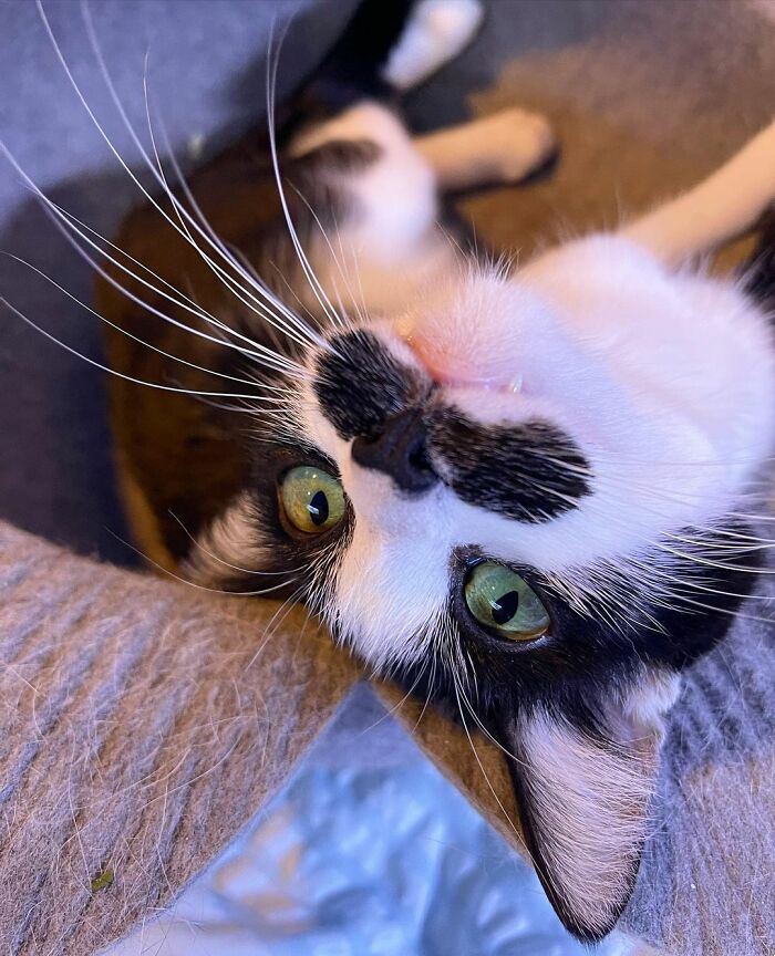 This Cat Went Viral On Instagram Because It Was Born With A "Mustache"