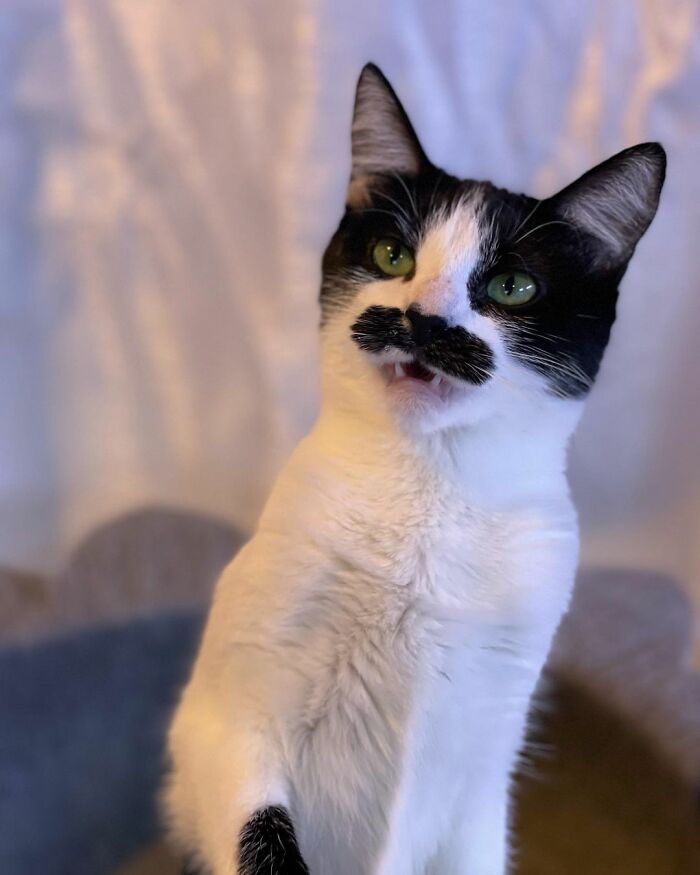 This Cat Went Viral On Instagram Because It Was Born With A "Mustache"