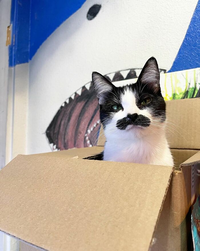 This Cat Went Viral On Instagram Because It Was Born With A "Mustache"