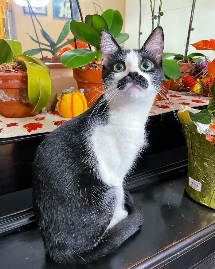 This Cat Went Viral On Instagram Because It Was Born With A "Mustache"