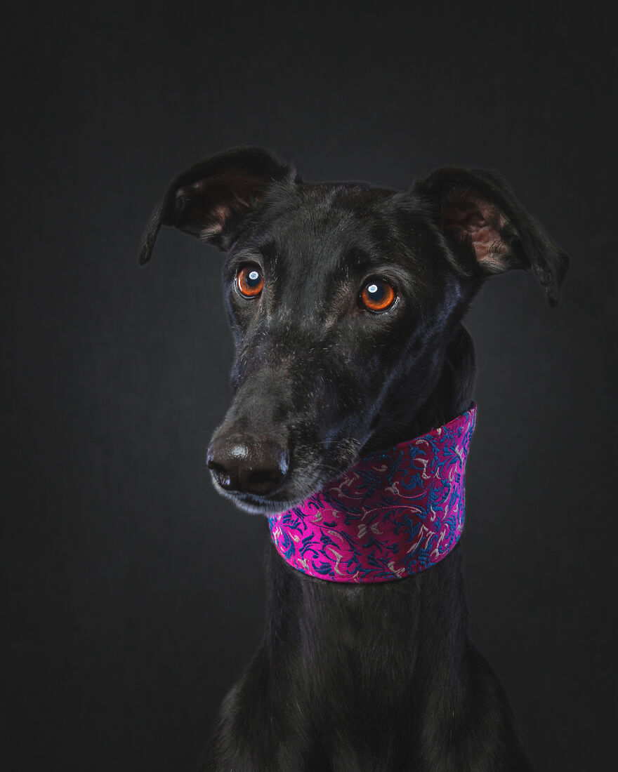 I Capture Photos Of Hunting Dogs In Spain That Are Abandoned After Hunting Season