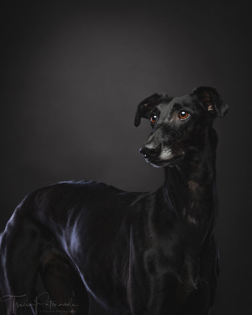 I Capture Photos Of Hunting Dogs In Spain That Are Abandoned After Hunting Season