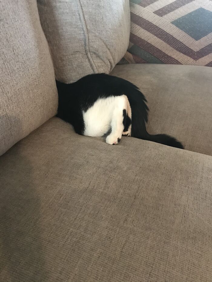 Not Sure Why He's Comfy Like That...