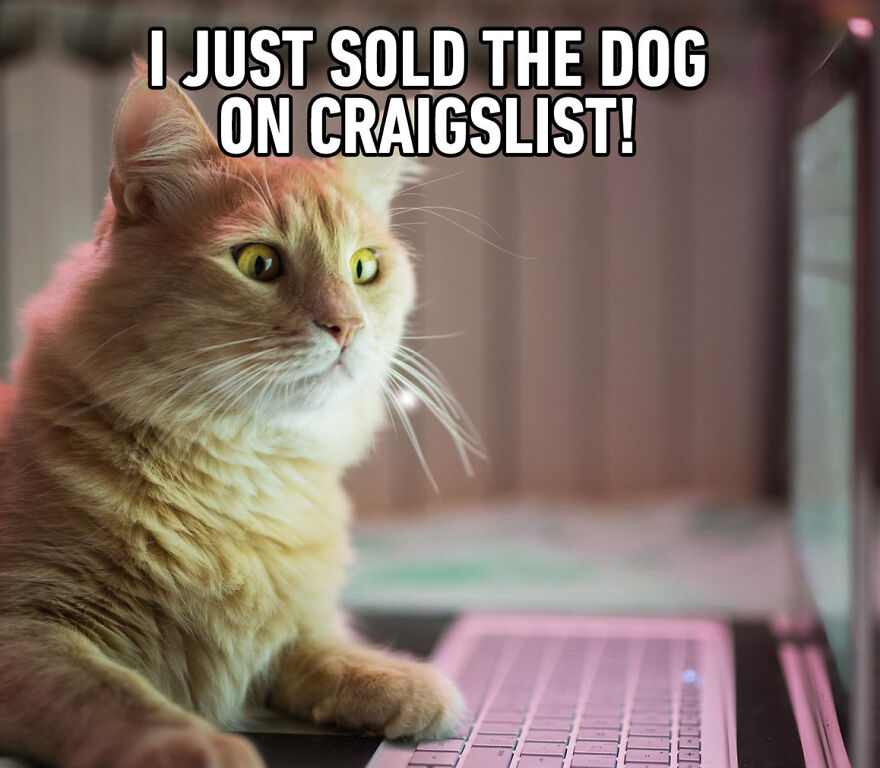 Cat Memes That Just Have To Be Shared