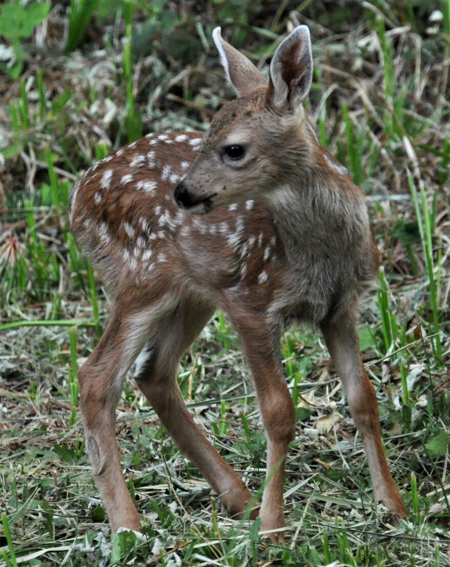 I Love Photographing The Wildlife That Passes Through My Yard. This Year There Was Much More Than Usual.