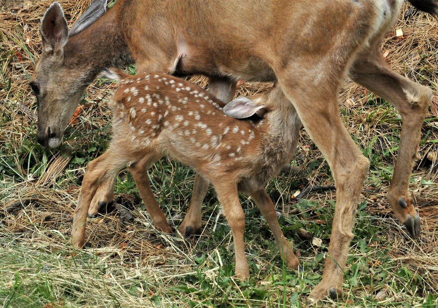 I Love Photographing The Wildlife That Passes Through My Yard. This Year There Was Much More Than Usual.
