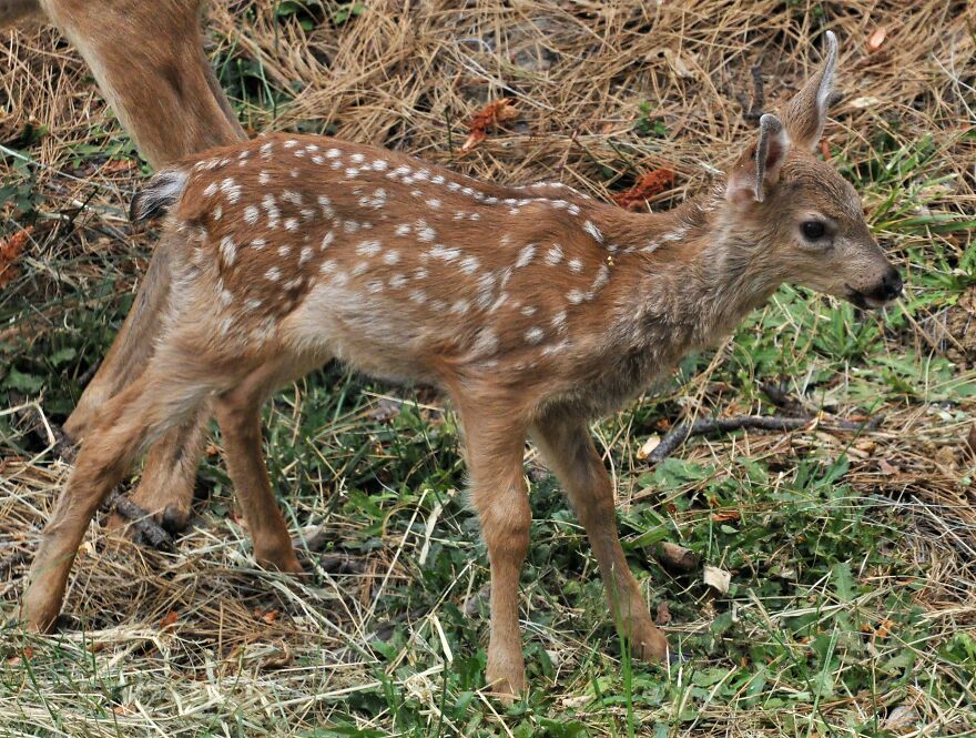 I Love Photographing The Wildlife That Passes Through My Yard. This Year There Was Much More Than Usual.