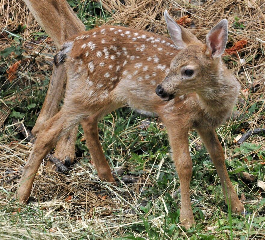 I Love Photographing The Wildlife That Passes Through My Yard. This Year There Was Much More Than Usual.