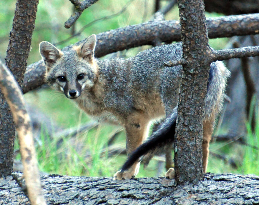 I Love Photographing The Wildlife That Passes Through My Yard. This Year There Was Much More Than Usual.