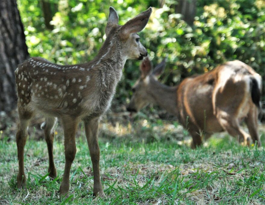 I Love Photographing The Wildlife That Passes Through My Yard. This Year There Was Much More Than Usual.