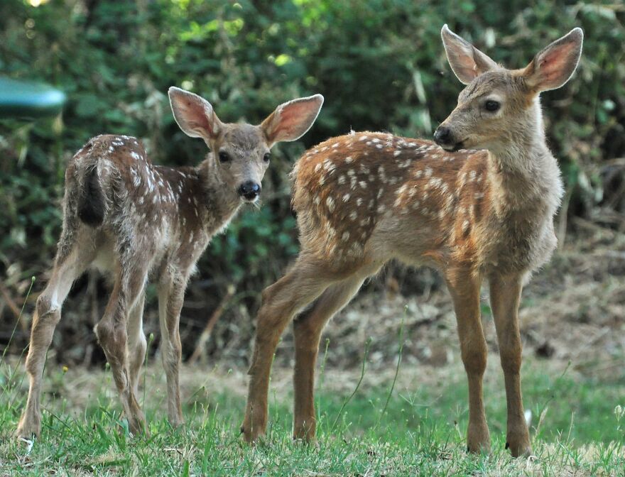 I Love Photographing The Wildlife That Passes Through My Yard. This Year There Was Much More Than Usual.