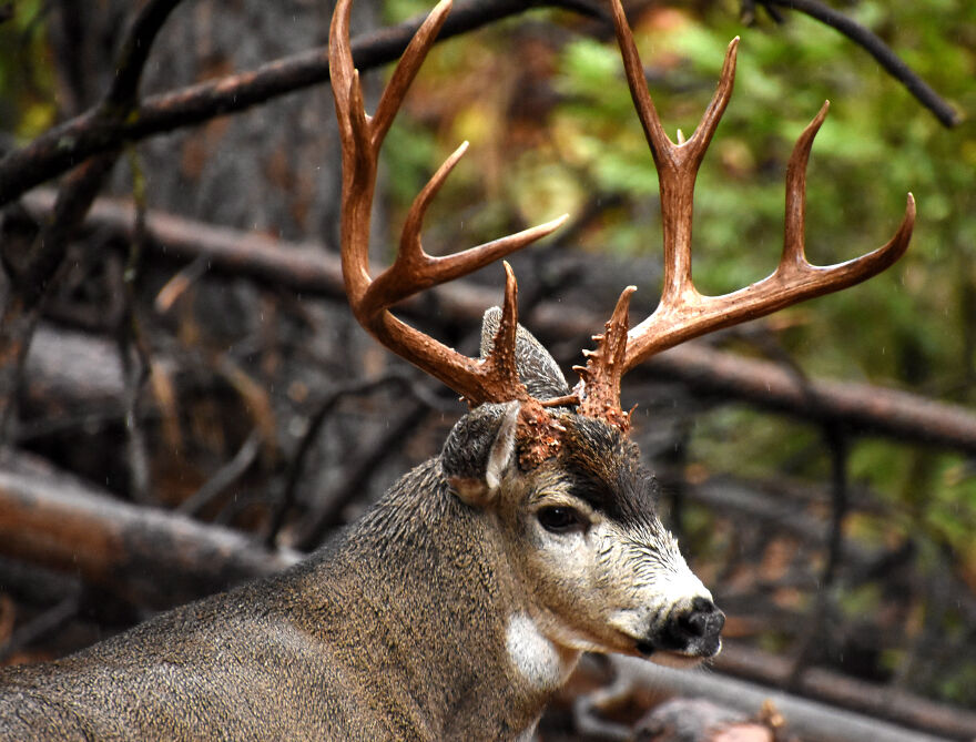 I Love Photographing The Wildlife That Passes Through My Yard. This Year There Was Much More Than Usual.