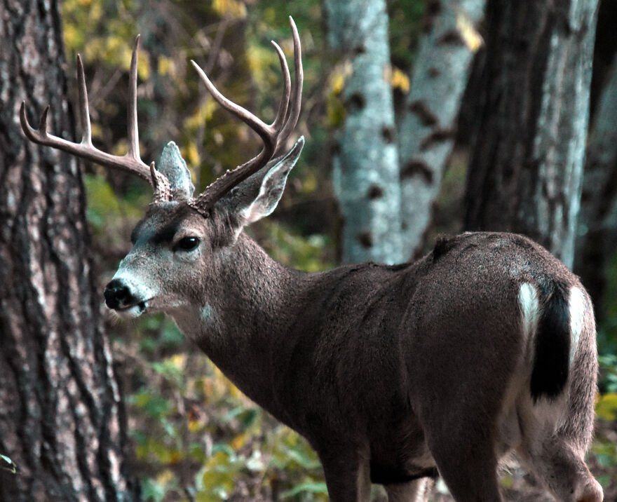 I Love Photographing The Wildlife That Passes Through My Yard. This Year There Was Much More Than Usual.