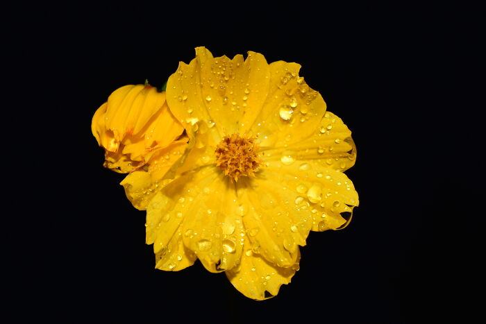 Cosmo After The Rain(Unedited)