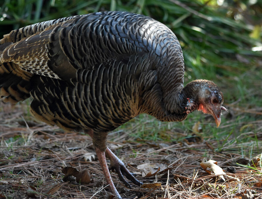 I Love Photographing The Wildlife That Passes Through My Yard. This Year There Was Much More Than Usual.