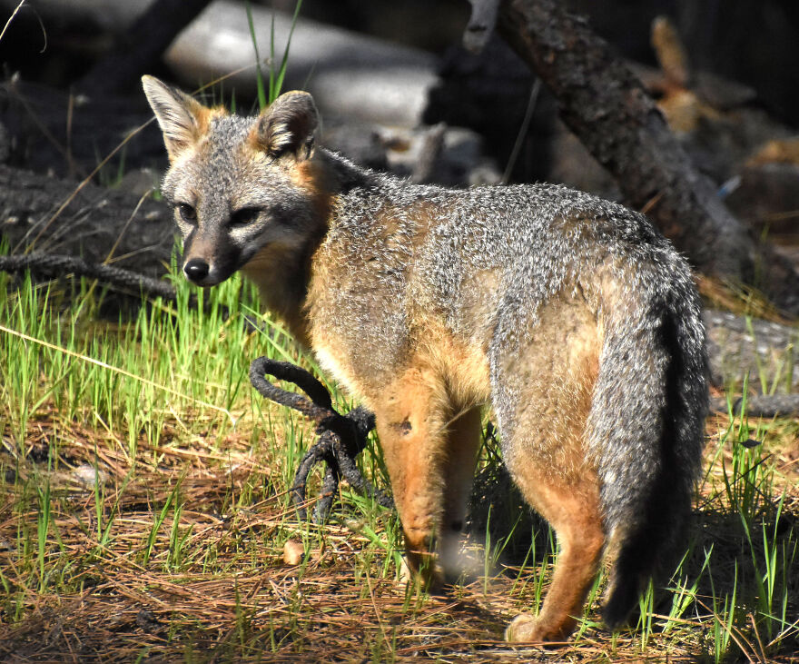 I Love Photographing The Wildlife That Passes Through My Yard. This Year There Was Much More Than Usual.