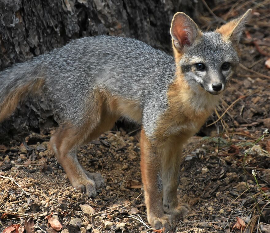 I Love Photographing The Wildlife That Passes Through My Yard. This Year There Was Much More Than Usual.