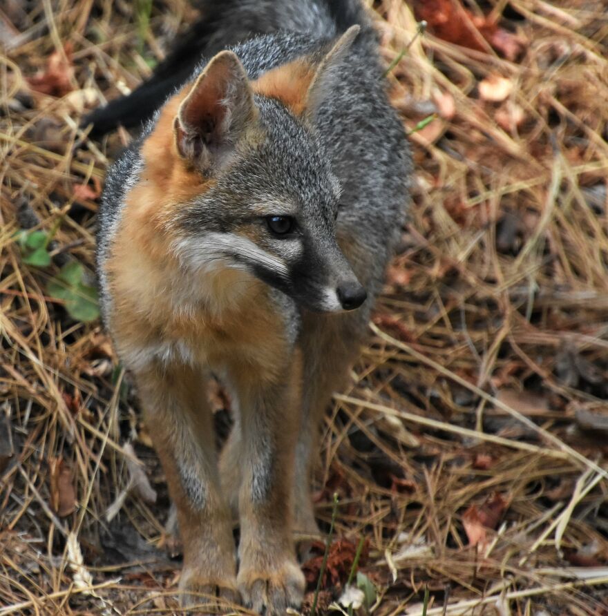 I Love Photographing The Wildlife That Passes Through My Yard. This Year There Was Much More Than Usual.