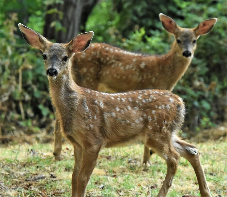 I Love Photographing The Wildlife That Passes Through My Yard. This Year There Was Much More Than Usual.
