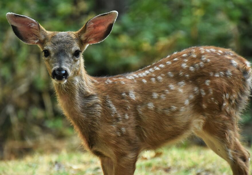 I Love Photographing The Wildlife That Passes Through My Yard. This Year There Was Much More Than Usual.