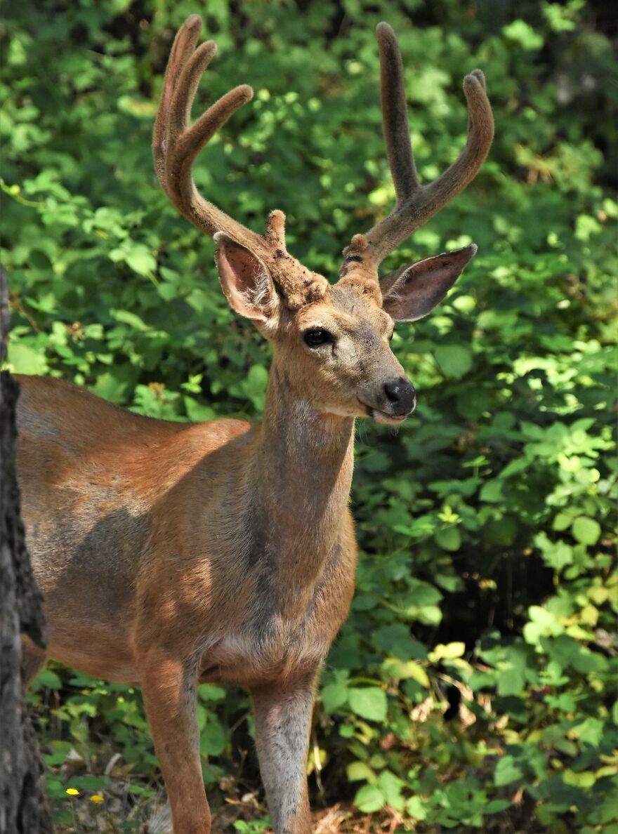 I Love Photographing The Wildlife That Passes Through My Yard. This Year There Was Much More Than Usual.