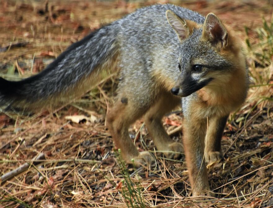 I Love Photographing The Wildlife That Passes Through My Yard. This Year There Was Much More Than Usual.