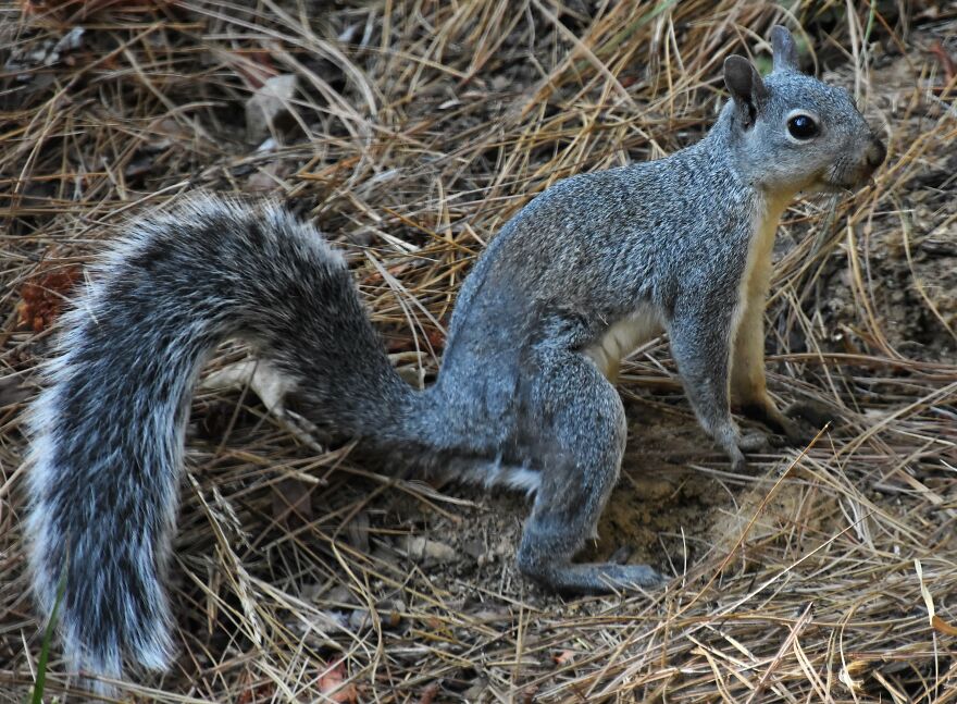 I Love Photographing The Wildlife That Passes Through My Yard. This Year There Was Much More Than Usual.