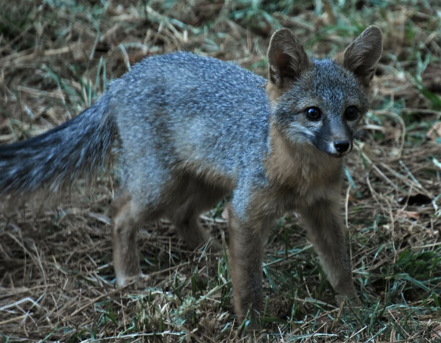 I Love Photographing The Wildlife That Passes Through My Yard. This Year There Was Much More Than Usual.