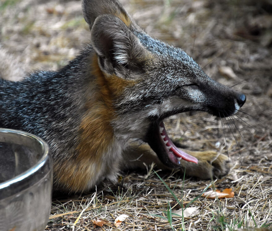 I Love Photographing The Wildlife That Passes Through My Yard. This Year There Was Much More Than Usual.