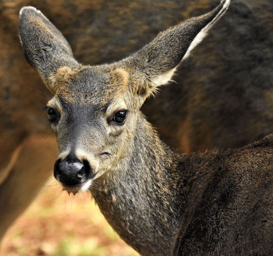 I Love Photographing The Wildlife That Passes Through My Yard. This Year There Was Much More Than Usual.
