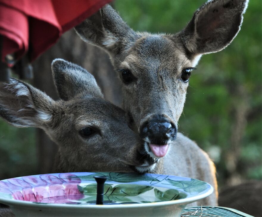 I Love Photographing The Wildlife That Passes Through My Yard. This Year There Was Much More Than Usual.