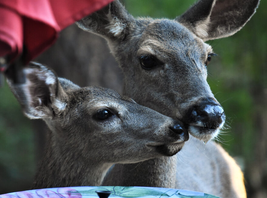 I Love Photographing The Wildlife That Passes Through My Yard. This Year There Was Much More Than Usual.