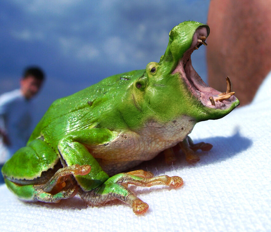 Digital Artists Are Challenged To Photoshop Frogs And Here Are The 30 Best Images