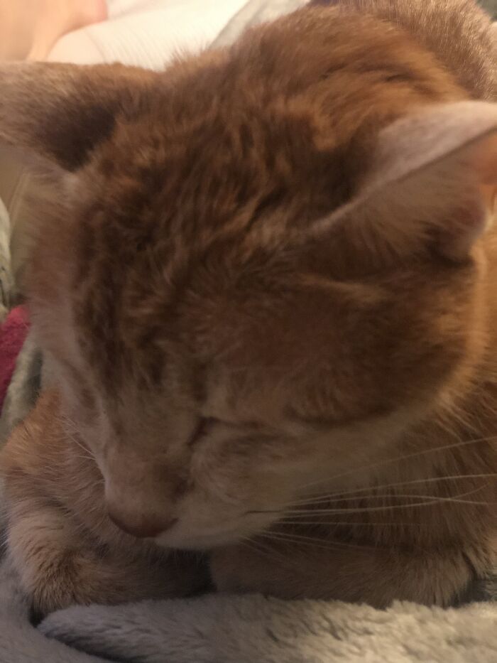 My Little Orange Snuggling On Me