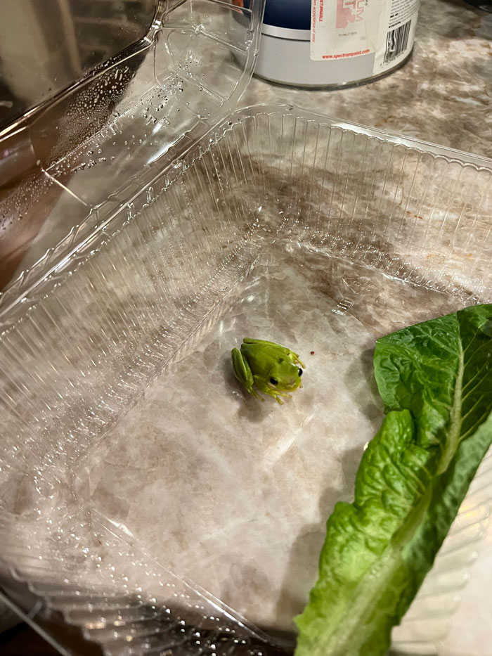 Guy Tweets Adorable Story Of How He Ended Up Adopting A Tiny Tree Frog He Discovered In His Lettuce Box