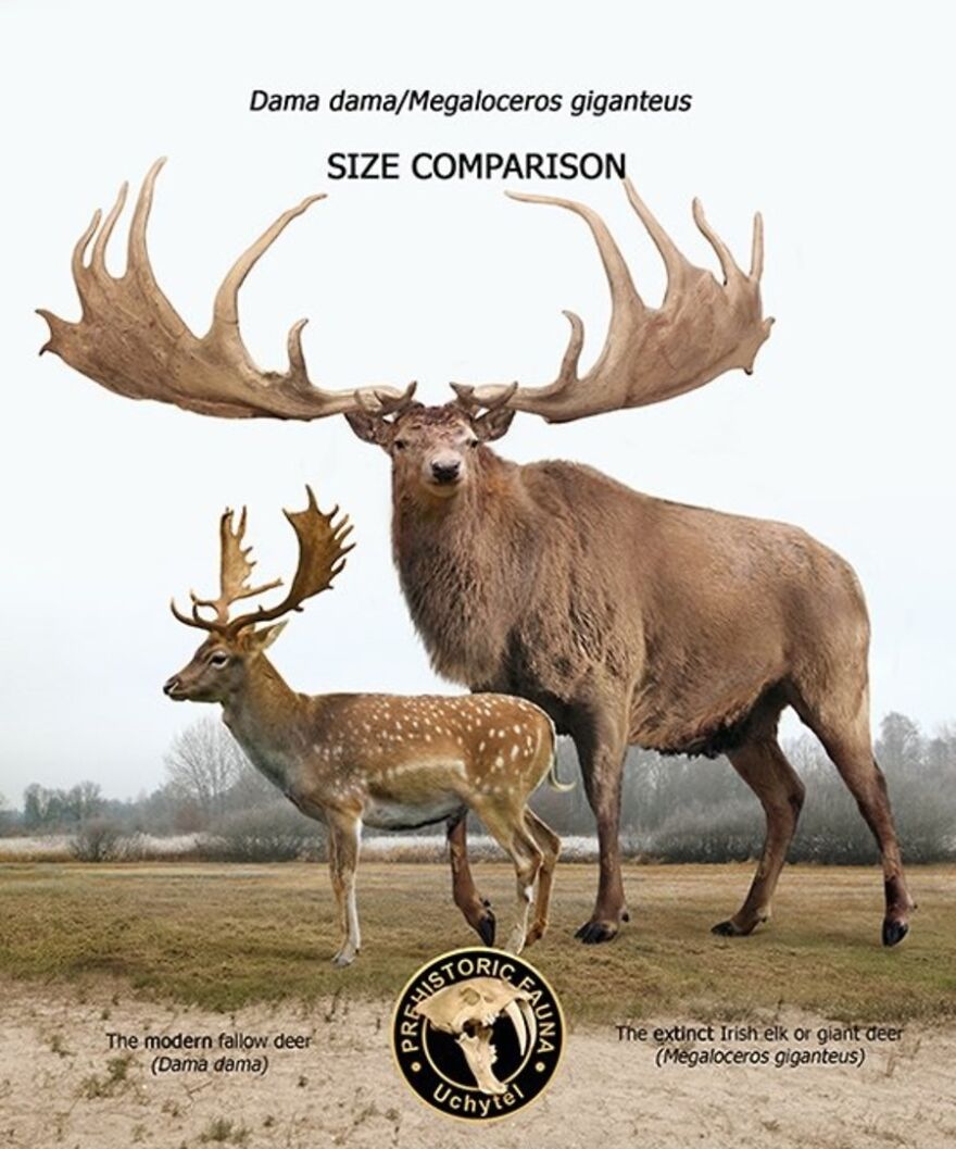 Artist Continues To Make Comparisons Between The Sizes Of Prehistoric Animals And Their Modern Relatives (20 New Pics)