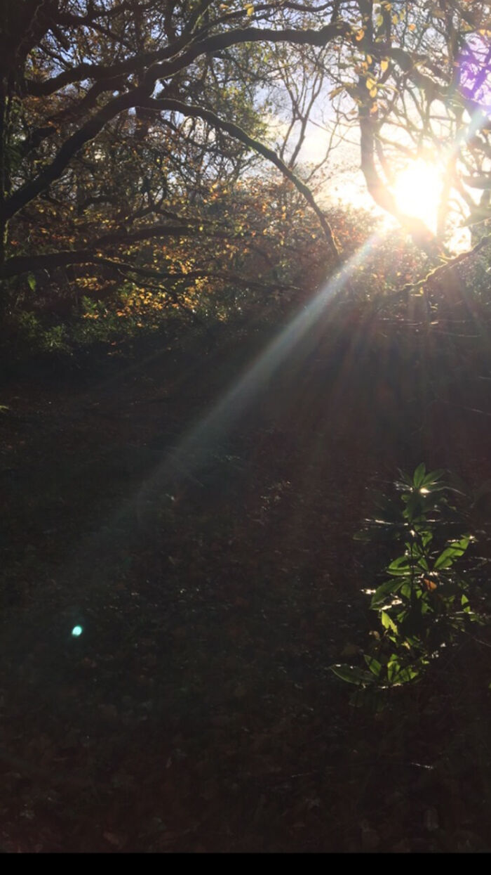 I Took This Photo When Out Walking With My Dog In The Woods Near My House.