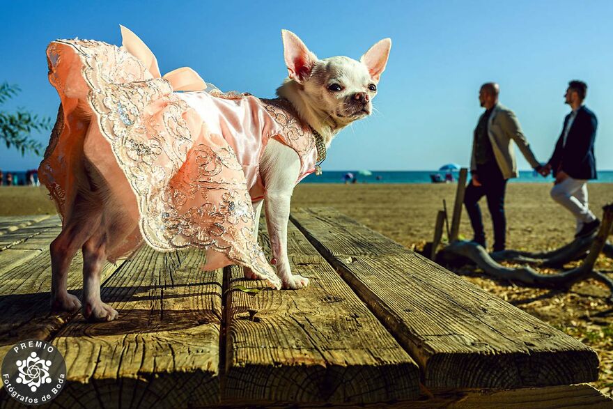 "How Cute Is This Dog?" By Alberto Ramirez