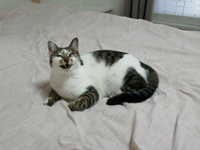 It Was The Beginning Of A Yawn. However, I Could Imagine An Evil Laugh For This Photo!