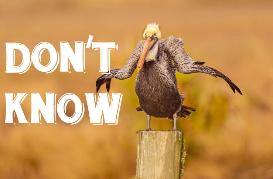 I Use Wildlife Photos To Create New Memes (Version 2)