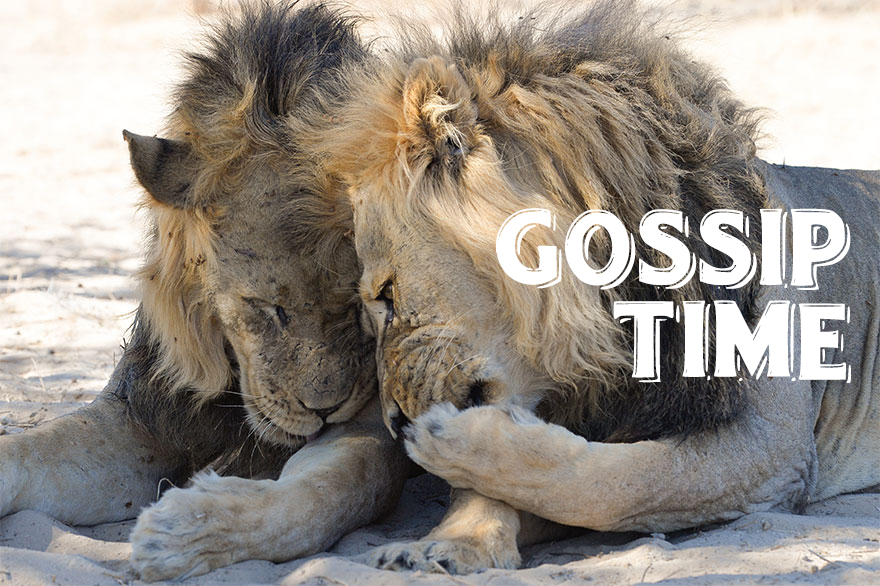 I Use Wildlife Photos To Create New Memes (Version 2)