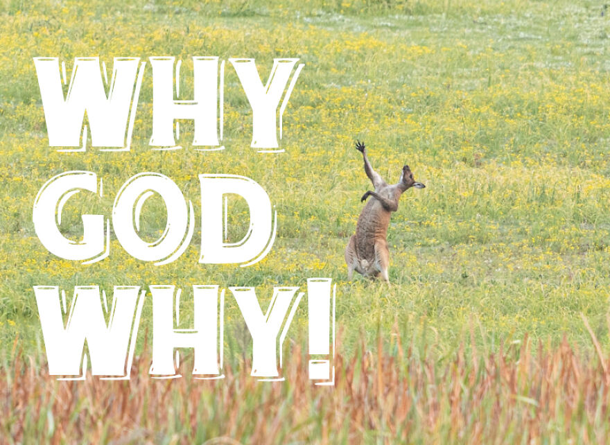 I Use Wildlife Photos To Create New Memes (Version 2)