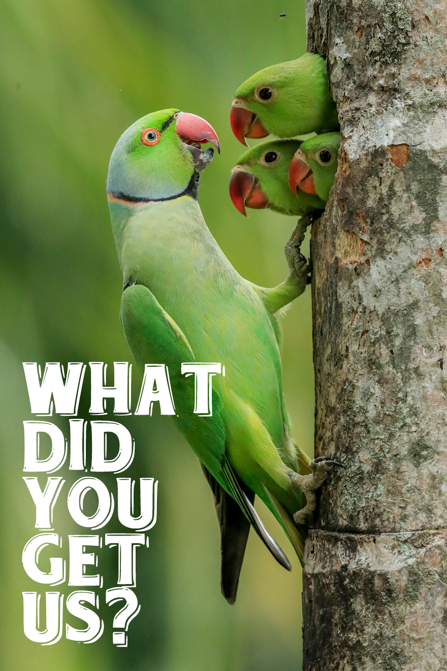 I Use Wildlife Photos To Create New Memes (Version 2)