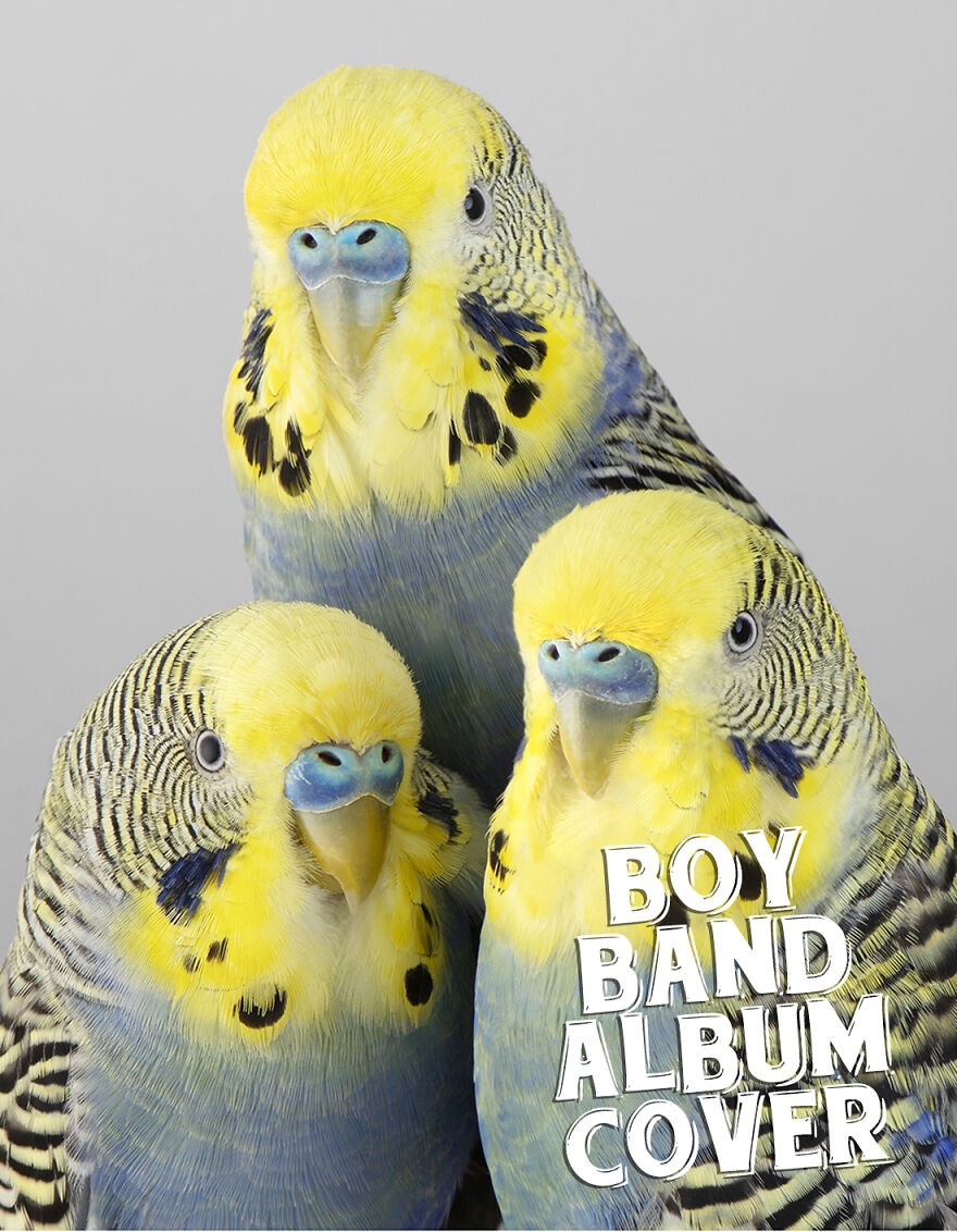 I Use Wildlife Photos To Create New Memes (Version 2)