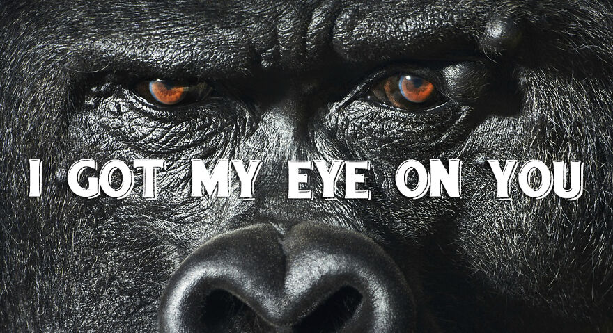 I Use Wildlife Photos To Create New Memes (Version 2)