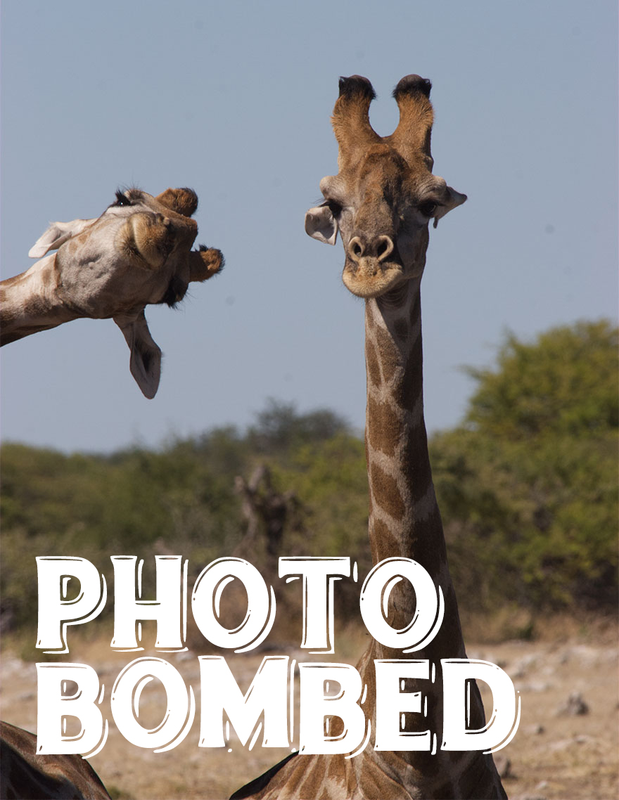 I Use Wildlife Photos To Create New Memes (Version 2)