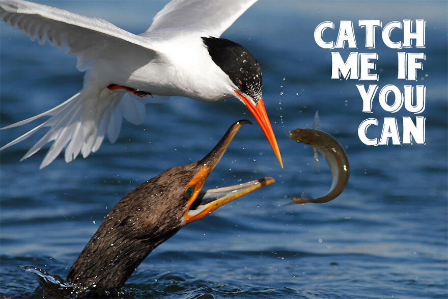 I Use Wildlife Photos To Create New Memes (Version 2)