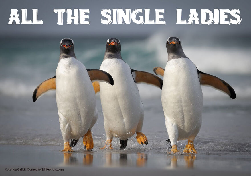 I Use Wildlife Photos To Create New Memes (Version 2)