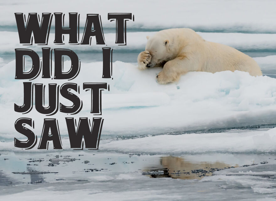 I Use Wildlife Photos To Create New Memes (Version 2)