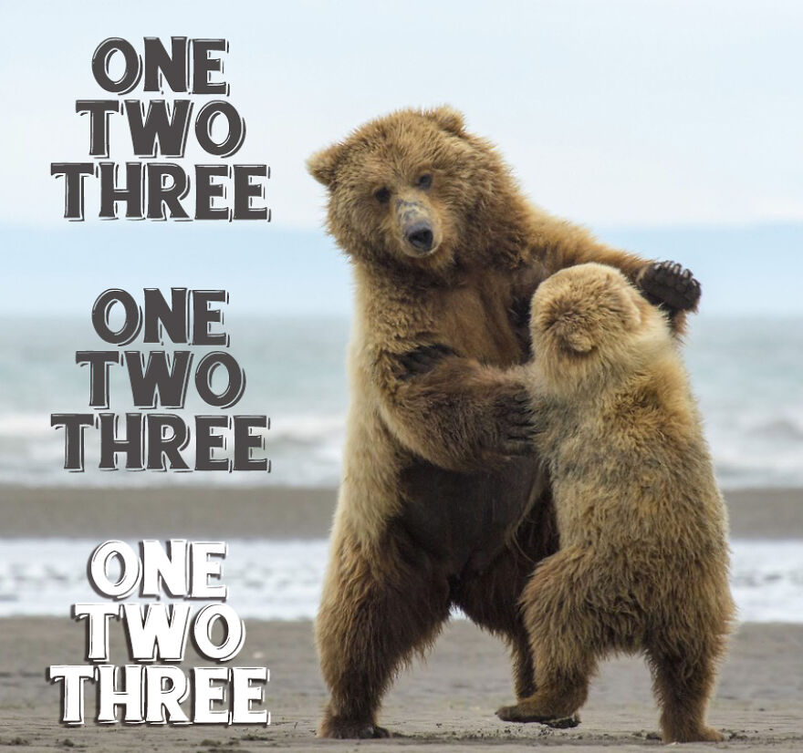 I Use Wildlife Photos To Create New Memes (Version 2)